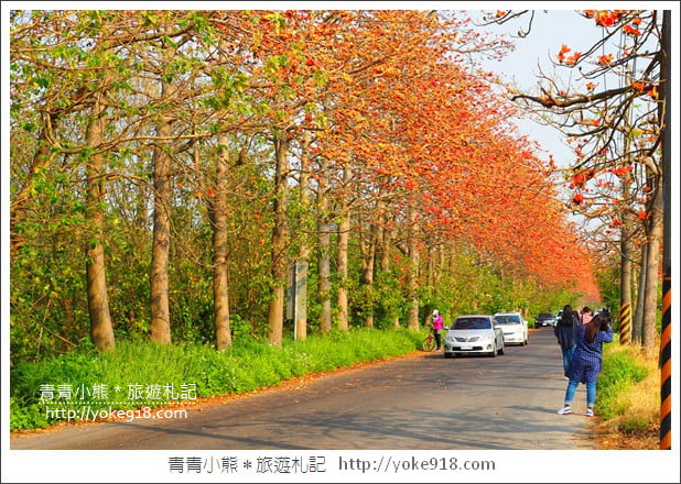 彰化埤頭木棉花》超美賞花景點．綿延1.5公里的木棉花道好迷人 @青青小熊＊旅遊札記