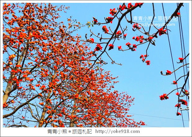 彰化埤頭木棉花》超美賞花景點.綿延1.5公里的木棉花道好迷人 @青青小熊*旅遊札記 彰化埤頭木棉花》超美賞花景點.綿延1.5公里的木棉花道好迷人 @青青小熊*旅遊札記