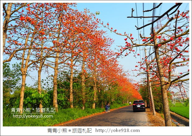 彰化埤頭木棉花》超美賞花景點．綿延1.5公里的木棉花道好迷人 @青青小熊＊旅遊札記