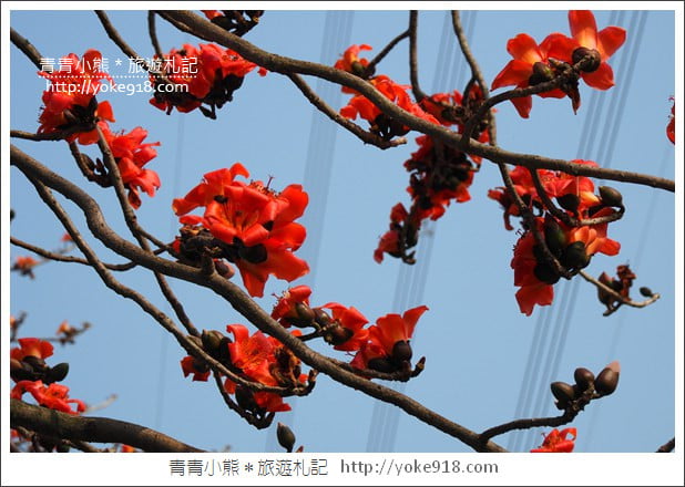 彰化埤頭木棉花》超美賞花景點.綿延1.5公里的木棉花道好迷人 @青青小熊*旅遊札記 彰化埤頭木棉花》超美賞花景點.綿延1.5公里的木棉花道好迷人 @青青小熊*旅遊札記