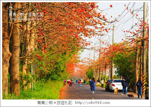 彰化埤頭木棉花》超美賞花景點.綿延1.5公里的木棉花道好迷人 @青青小熊*旅遊札記 彰化埤頭木棉花》超美賞花景點.綿延1.5公里的木棉花道好迷人 @青青小熊*旅遊札記