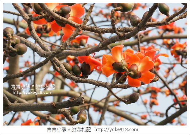 彰化埤頭木棉花》超美賞花景點．綿延1.5公里的木棉花道好迷人 @青青小熊＊旅遊札記