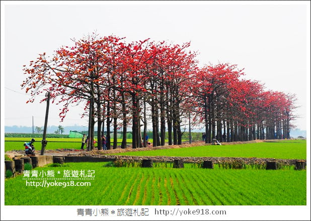 彰化景點》竹塘木棉花道.彰化木棉花賞花秘境~美麗盛開中 @青青小熊*旅遊札記 彰化景點》竹塘木棉花道.彰化木棉花賞花秘境~美麗盛開中 @青青小熊*旅遊札記