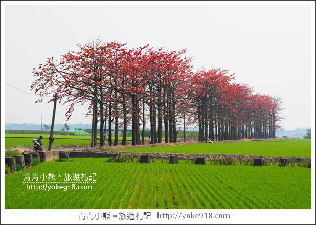 彰化景點》竹塘木棉花道．彰化木棉花賞花秘境~美麗盛開中 @青青小熊＊旅遊札記