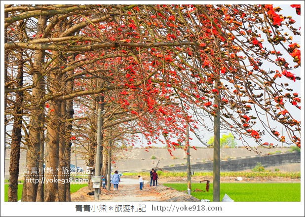 彰化景點》竹塘木棉花道.彰化木棉花賞花秘境~美麗盛開中 @青青小熊*旅遊札記 彰化景點》竹塘木棉花道.彰化木棉花賞花秘境~美麗盛開中 @青青小熊*旅遊札記