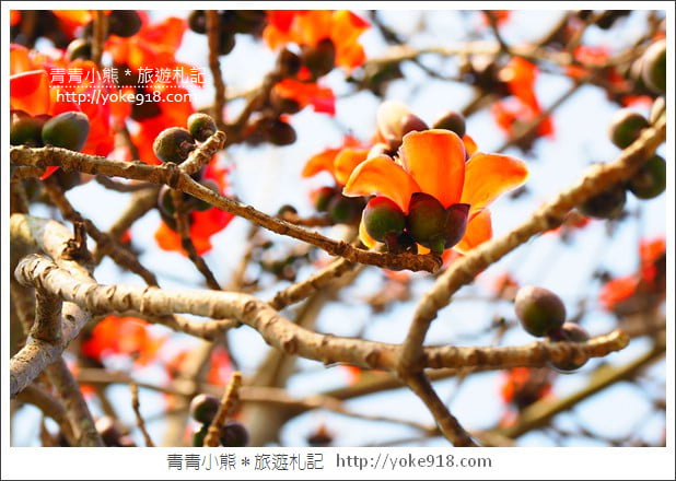 彰化景點》竹塘木棉花道.彰化木棉花賞花秘境~美麗盛開中 @青青小熊*旅遊札記 彰化景點》竹塘木棉花道.彰化木棉花賞花秘境~美麗盛開中 @青青小熊*旅遊札記