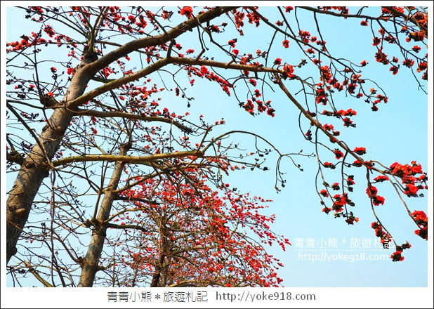 彰化景點》竹塘木棉花道.彰化木棉花賞花秘境~美麗盛開中 @青青小熊*旅遊札記 彰化景點》竹塘木棉花道.彰化木棉花賞花秘境~美麗盛開中 @青青小熊*旅遊札記