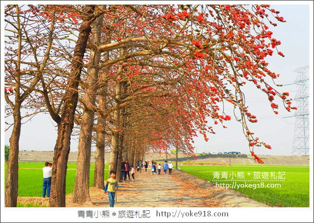 彰化景點》竹塘木棉花道.彰化木棉花賞花秘境~美麗盛開中 @青青小熊*旅遊札記 彰化景點》竹塘木棉花道.彰化木棉花賞花秘境~美麗盛開中 @青青小熊*旅遊札記