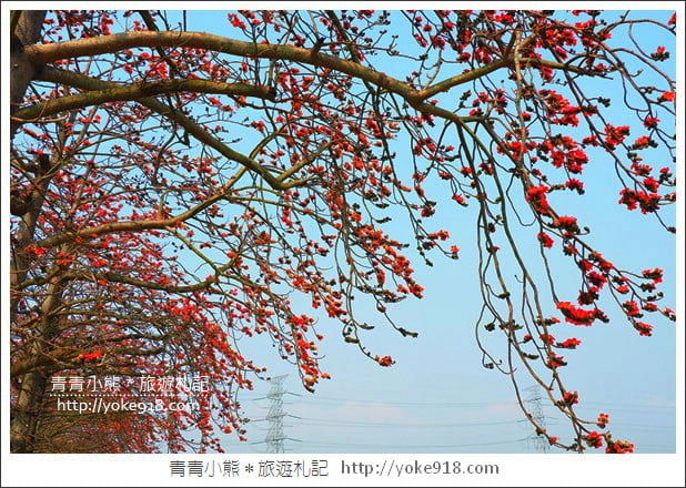 彰化景點》竹塘木棉花道.彰化木棉花賞花秘境~美麗盛開中 @青青小熊*旅遊札記 彰化景點》竹塘木棉花道.彰化木棉花賞花秘境~美麗盛開中 @青青小熊*旅遊札記