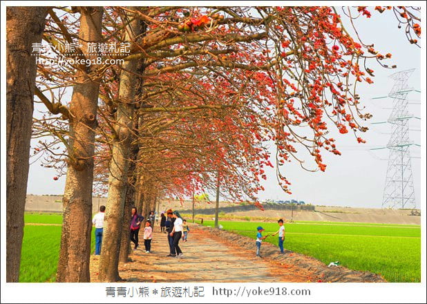 彰化景點》竹塘木棉花道．彰化木棉花賞花秘境~美麗盛開中 @青青小熊＊旅遊札記