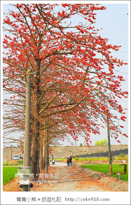 彰化景點》竹塘木棉花道.彰化木棉花賞花秘境~美麗盛開中 @青青小熊*旅遊札記 彰化景點》竹塘木棉花道.彰化木棉花賞花秘境~美麗盛開中 @青青小熊*旅遊札記