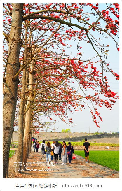 彰化景點》竹塘木棉花道．彰化木棉花賞花秘境~美麗盛開中 @青青小熊＊旅遊札記