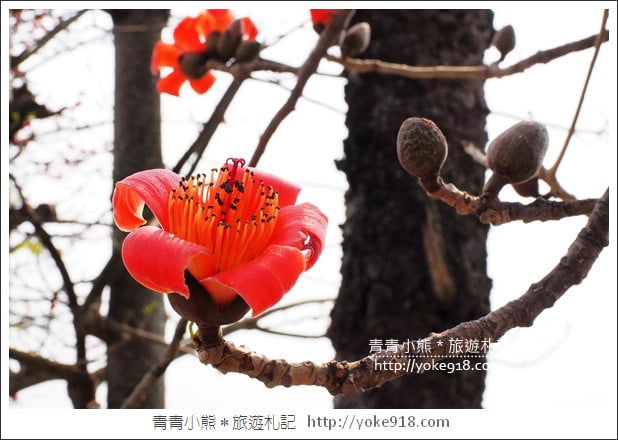 彰化景點》竹塘木棉花道.彰化木棉花賞花秘境~美麗盛開中 @青青小熊*旅遊札記 彰化景點》竹塘木棉花道.彰化木棉花賞花秘境~美麗盛開中 @青青小熊*旅遊札記