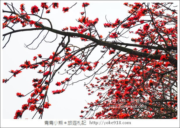 彰化景點》竹塘木棉花道.彰化木棉花賞花秘境~美麗盛開中 @青青小熊*旅遊札記 彰化景點》竹塘木棉花道.彰化木棉花賞花秘境~美麗盛開中 @青青小熊*旅遊札記