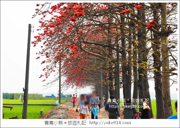 彰化景點》竹塘木棉花道.彰化木棉花賞花秘境~美麗盛開中 @青青小熊*旅遊札記 彰化景點》竹塘木棉花道.彰化木棉花賞花秘境~美麗盛開中 @青青小熊*旅遊札記