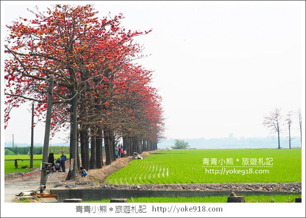 彰化景點》竹塘木棉花道．彰化木棉花賞花秘境~美麗盛開中 @青青小熊＊旅遊札記