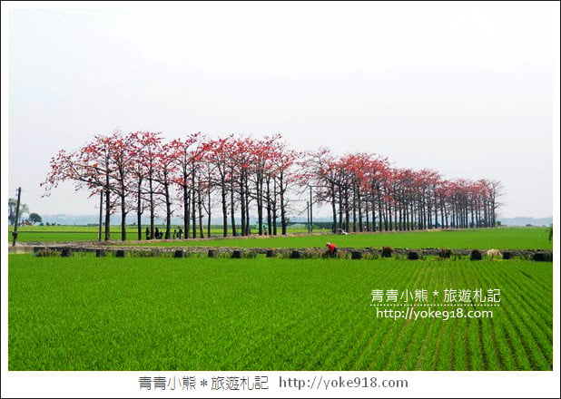 彰化景點》竹塘木棉花道.彰化木棉花賞花秘境~美麗盛開中 @青青小熊*旅遊札記 彰化景點》竹塘木棉花道.彰化木棉花賞花秘境~美麗盛開中 @青青小熊*旅遊札記