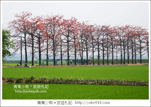 彰化景點》竹塘木棉花道.彰化木棉花賞花秘境~美麗盛開中 @青青小熊*旅遊札記 彰化景點》竹塘木棉花道.彰化木棉花賞花秘境~美麗盛開中 @青青小熊*旅遊札記