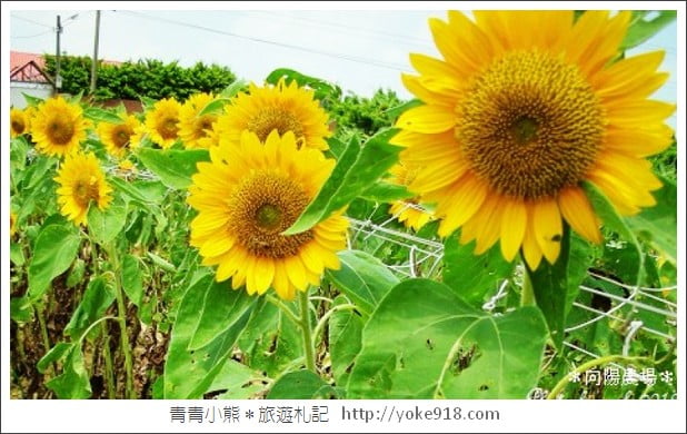 桃園觀音景點》賞蓮花一日遊．2020蓮花季熱鬧登場.坐大王蓮.吃蓮花餐~一起賞花去 @青青小熊＊旅遊札記