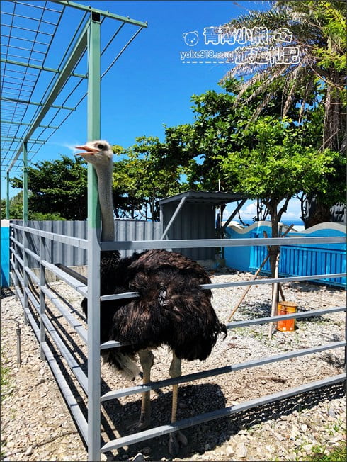 花蓮景點》Pony咖啡.天空中的漂浮夢幻天梯,還有庭園造景、小動物 @青青小熊*旅遊札記 花蓮景點》Pony咖啡.天空中的漂浮夢幻天梯,還有庭園造景、小動物 @青青小熊*旅遊札記