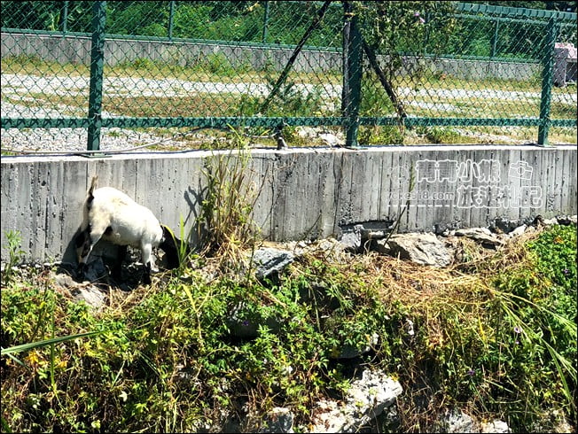 花蓮景點》Pony咖啡．天空中的漂浮夢幻天梯，還有庭園造景、小動物 @青青小熊＊旅遊札記