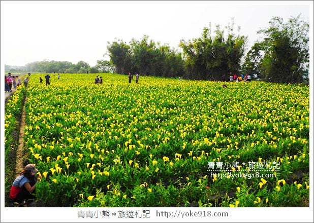 台中景點》外埔海芋花海.黃澄澄一片~超美海芋花海等你來 @青青小熊*旅遊札記 台中景點》外埔海芋花海.黃澄澄一片~超美海芋花海等你來 @青青小熊*旅遊札記