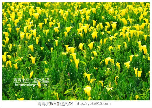 台中景點》外埔海芋花海.黃澄澄一片~超美海芋花海等你來 @青青小熊*旅遊札記 台中景點》外埔海芋花海.黃澄澄一片~超美海芋花海等你來 @青青小熊*旅遊札記