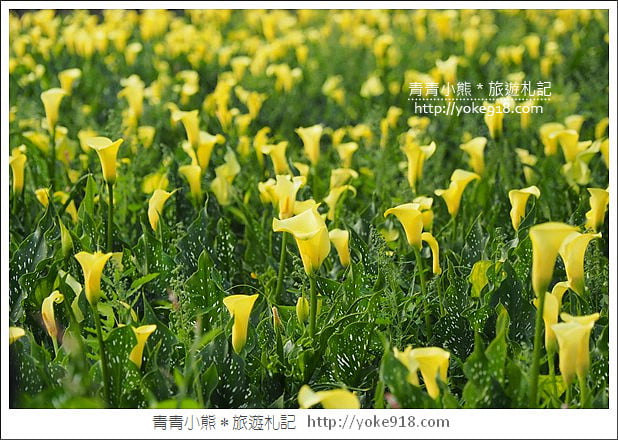 台中景點》外埔海芋花海.黃澄澄一片~超美海芋花海等你來 @青青小熊*旅遊札記 台中景點》外埔海芋花海.黃澄澄一片~超美海芋花海等你來 @青青小熊*旅遊札記
