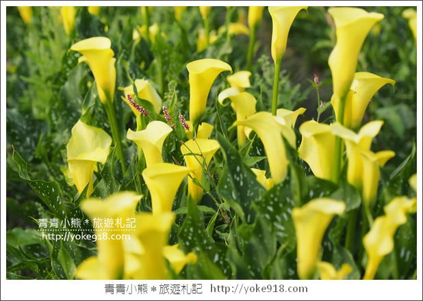 台中景點》外埔海芋花海.黃澄澄一片~超美海芋花海等你來 @青青小熊*旅遊札記 台中景點》外埔海芋花海.黃澄澄一片~超美海芋花海等你來 @青青小熊*旅遊札記