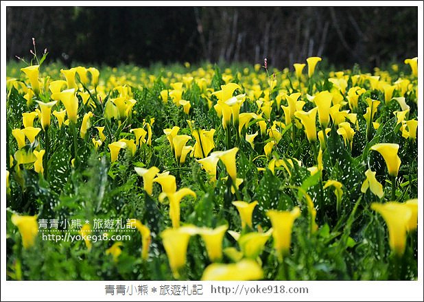 台中景點》外埔海芋花海．黃澄澄一片~超美海芋花海等你來 @青青小熊＊旅遊札記