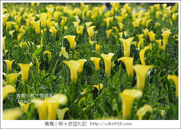 台中景點》外埔海芋花海.黃澄澄一片~超美海芋花海等你來 @青青小熊*旅遊札記 台中景點》外埔海芋花海.黃澄澄一片~超美海芋花海等你來 @青青小熊*旅遊札記
