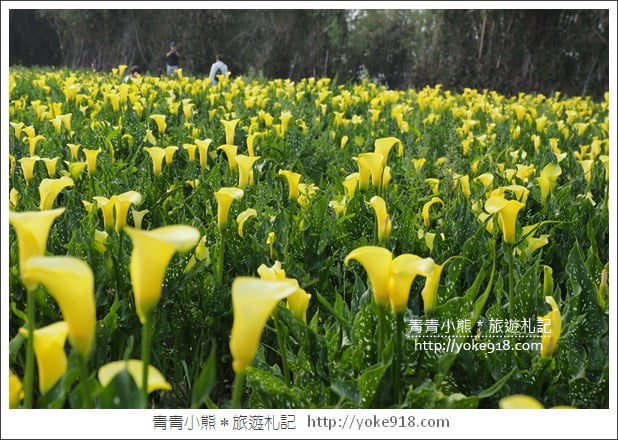 台中景點》外埔海芋花海.黃澄澄一片~超美海芋花海等你來 @青青小熊*旅遊札記 台中景點》外埔海芋花海.黃澄澄一片~超美海芋花海等你來 @青青小熊*旅遊札記