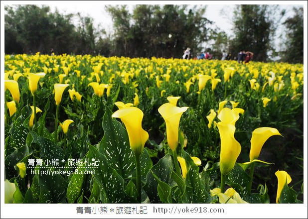 台中景點》外埔海芋花海．黃澄澄一片~超美海芋花海等你來 @青青小熊＊旅遊札記
