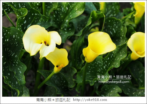 台中景點》外埔海芋花海.黃澄澄一片~超美海芋花海等你來 @青青小熊*旅遊札記 台中景點》外埔海芋花海.黃澄澄一片~超美海芋花海等你來 @青青小熊*旅遊札記