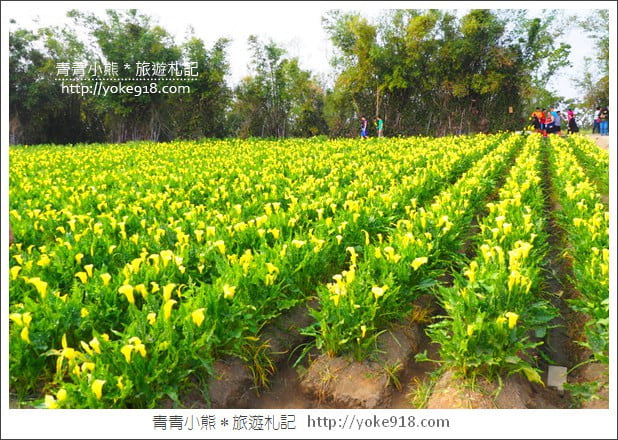 台中景點》外埔海芋花海.黃澄澄一片~超美海芋花海等你來 @青青小熊*旅遊札記 台中景點》外埔海芋花海.黃澄澄一片~超美海芋花海等你來 @青青小熊*旅遊札記