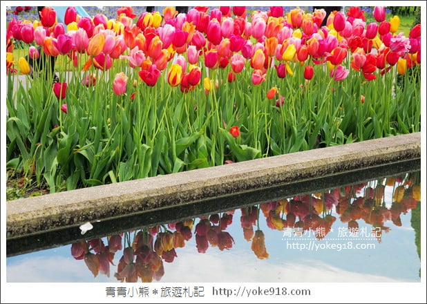 荷蘭庫肯霍夫公園》世界最大的鬱金香花園Keukenhof.隨處皆是明信片場景 @青青小熊*旅遊札記 荷蘭庫肯霍夫公園》世界最大的鬱金香花園Keukenhof.隨處皆是明信片場景 @青青小熊*旅遊札記