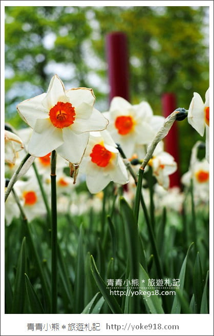 荷蘭庫肯霍夫公園》世界最大的鬱金香花園Keukenhof.隨處皆是明信片場景 @青青小熊*旅遊札記 荷蘭庫肯霍夫公園》世界最大的鬱金香花園Keukenhof.隨處皆是明信片場景 @青青小熊*旅遊札記