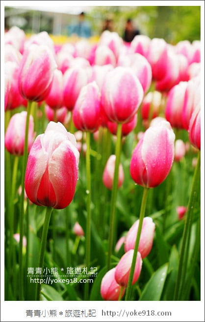 荷蘭庫肯霍夫公園》世界最大的鬱金香花園Keukenhof.隨處皆是明信片場景 @青青小熊*旅遊札記 荷蘭庫肯霍夫公園》世界最大的鬱金香花園Keukenhof.隨處皆是明信片場景 @青青小熊*旅遊札記