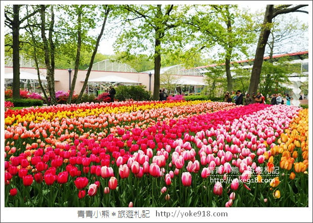 荷蘭庫肯霍夫公園》世界最大的鬱金香花園Keukenhof.隨處皆是明信片場景 @青青小熊*旅遊札記 荷蘭庫肯霍夫公園》世界最大的鬱金香花園Keukenhof.隨處皆是明信片場景 @青青小熊*旅遊札記