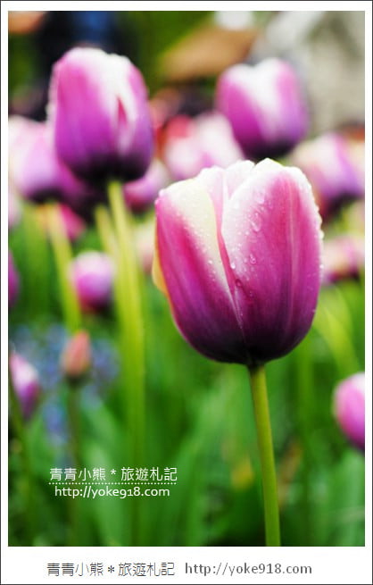 荷蘭庫肯霍夫公園》世界最大的鬱金香花園Keukenhof．隨處皆是明信片場景 @青青小熊＊旅遊札記