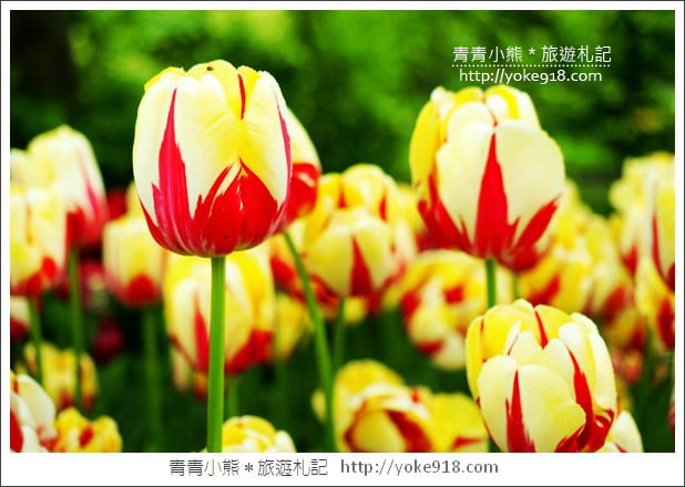 荷蘭庫肯霍夫公園》世界最大的鬱金香花園Keukenhof.隨處皆是明信片場景 @青青小熊*旅遊札記 荷蘭庫肯霍夫公園》世界最大的鬱金香花園Keukenhof.隨處皆是明信片場景 @青青小熊*旅遊札記