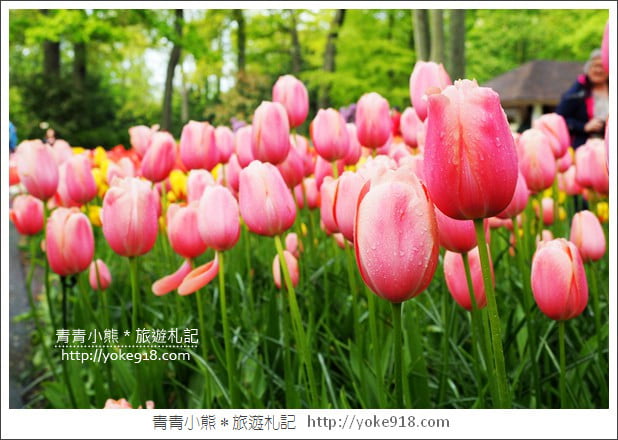 荷蘭庫肯霍夫公園》世界最大的鬱金香花園Keukenhof.隨處皆是明信片場景 @青青小熊*旅遊札記 荷蘭庫肯霍夫公園》世界最大的鬱金香花園Keukenhof.隨處皆是明信片場景 @青青小熊*旅遊札記