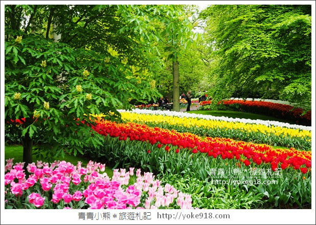荷蘭庫肯霍夫公園》世界最大的鬱金香花園Keukenhof．隨處皆是明信片場景 @青青小熊＊旅遊札記