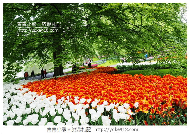 荷蘭庫肯霍夫公園》世界最大的鬱金香花園Keukenhof.隨處皆是明信片場景 @青青小熊*旅遊札記 荷蘭庫肯霍夫公園》世界最大的鬱金香花園Keukenhof.隨處皆是明信片場景 @青青小熊*旅遊札記