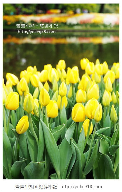 荷蘭庫肯霍夫公園》世界最大的鬱金香花園Keukenhof.隨處皆是明信片場景 @青青小熊*旅遊札記 荷蘭庫肯霍夫公園》世界最大的鬱金香花園Keukenhof.隨處皆是明信片場景 @青青小熊*旅遊札記