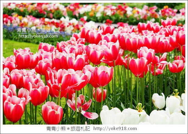 荷蘭庫肯霍夫公園》世界最大的鬱金香花園Keukenhof.隨處皆是明信片場景 @青青小熊*旅遊札記 荷蘭庫肯霍夫公園》世界最大的鬱金香花園Keukenhof.隨處皆是明信片場景 @青青小熊*旅遊札記
