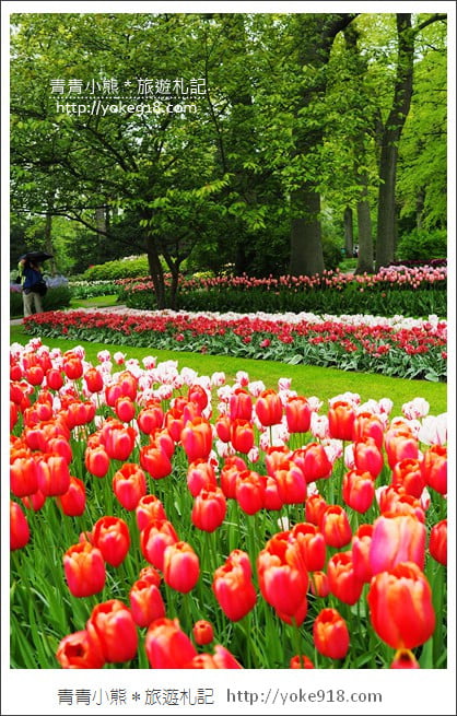 荷蘭庫肯霍夫公園》世界最大的鬱金香花園Keukenhof．隨處皆是明信片場景 @青青小熊＊旅遊札記