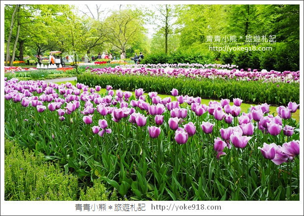 荷蘭庫肯霍夫公園》世界最大的鬱金香花園Keukenhof.隨處皆是明信片場景 @青青小熊*旅遊札記 荷蘭庫肯霍夫公園》世界最大的鬱金香花園Keukenhof.隨處皆是明信片場景 @青青小熊*旅遊札記