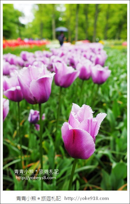 荷蘭庫肯霍夫公園》世界最大的鬱金香花園Keukenhof.隨處皆是明信片場景 @青青小熊*旅遊札記 荷蘭庫肯霍夫公園》世界最大的鬱金香花園Keukenhof.隨處皆是明信片場景 @青青小熊*旅遊札記
