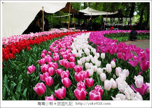 荷蘭庫肯霍夫公園》世界最大的鬱金香花園Keukenhof．隨處皆是明信片場景 @青青小熊＊旅遊札記